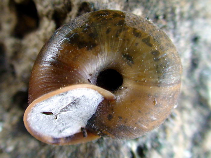 Chilostoma (Campylaea) planospira var. Neapolitana,Paulucci